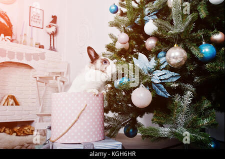 Funny Bunny Kaninchen bei Geschenke Box unter Neues Jahr Baum. happy Winterurlaub Konzept. Stockfoto