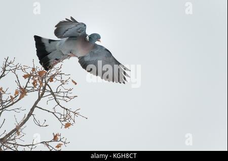Holz Tauben nehmen Sie vom Baum Stockfoto