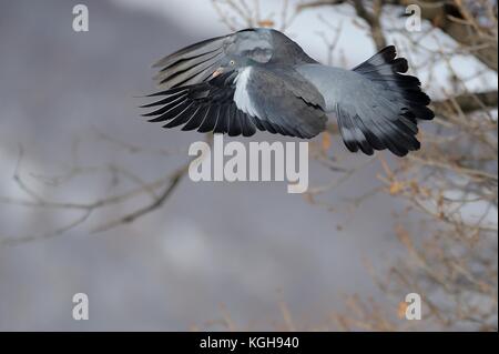Ringeltaube von einem Baum aus Stockfoto