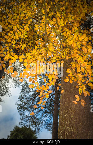 Herbst Buche in den Highlands von Schottland. Stockfoto