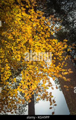 Herbst Buche in den Highlands von Schottland. Stockfoto