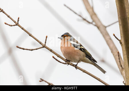 Natürliche männliche gemeinsame Buchfink (Fringilla coelebs) auf winzigen Zweig mit weißem Hintergrund Stockfoto
