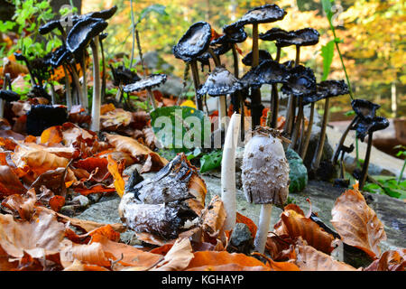 Gruppe der Alten, sich auflösende shaggy Ink cap Pilze im Hintergrund und ein paar von ihnen in den Vordergrund, schwarz und Absondernden eine schwarze Flüssigkeit gefüllt mit Stockfoto