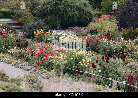 Blumenbeete von Dahlien in Nymphenburg Botanischer Garten München, Bayern, Deutschland. Stockfoto