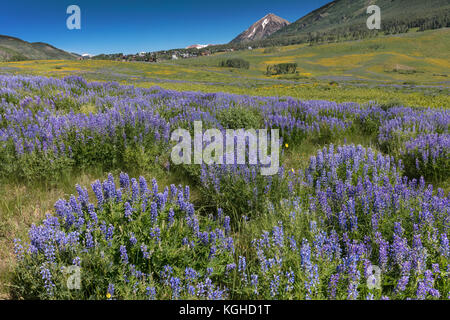 Wildflower Meadow - Lupin & Muleâ € ™ s Ohren (in der Nähe von Crested Butte, CO) Stockfoto