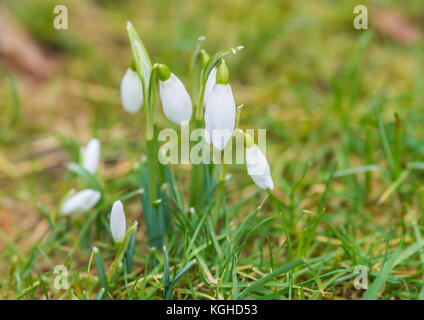 Eine Makroaufnahme einer Gruppe von schneeglöckchen Blüte in einem Rasen wächst. Stockfoto