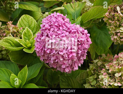 Blühende rosa Blume von Grün im Garten Stockfoto