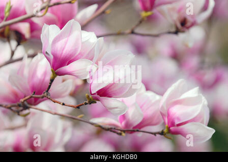 Magnolia Blumen, Ast detail Stockfoto