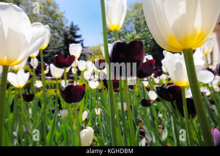 Low Angle View der schwarzen und weißen Tulpen im Beet. Garten detail, Frühling Hintergrund. Stockfoto
