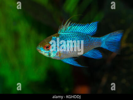 Eine Makroaufnahme eines männlichen Electric Blue ram tropischen Fischen. Stockfoto