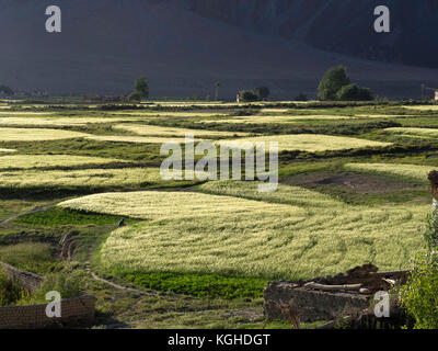 Die grünen Felder von Weizen, beleuchtet von den Strahlen der untergehenden Sonne, Dunkel im Hintergrund. Stockfoto