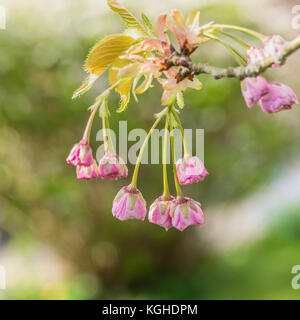 Eine Makroaufnahme von cherry tree blossom in bud kommt. Stockfoto