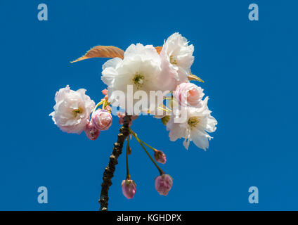 Eine Makroaufnahme von einigen Weiß cherry tree blossom vor blauem Himmel. Stockfoto