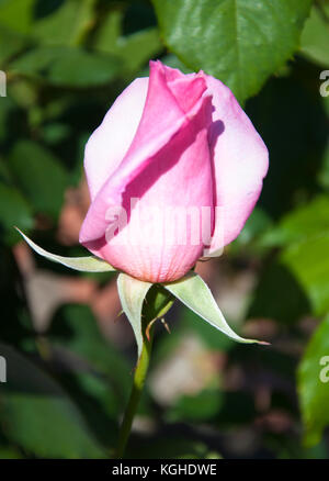 Rosa 'Eiffel Tower' eine hybride rosa Rose im St Kilda Botanical Gardens, Melbourne, Australien Stockfoto