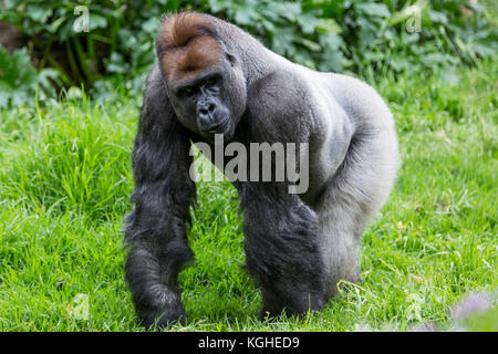 Ein silverback gehen auf allen Vieren Stockfoto