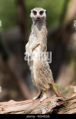 Erdmännchen hoch auf einem Baumstamm Stockfoto