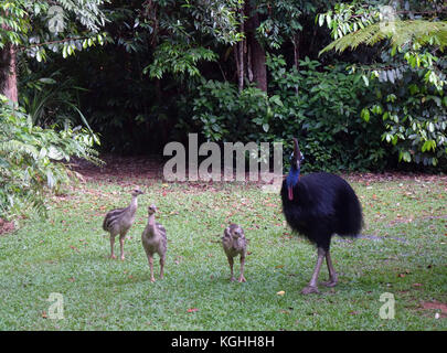 Wild erwachsenen männlichen Cassowary mit drei Küken roaming Vergangenheit Wohn- Rasen, Mission Beach, Queensland, Australien Stockfoto