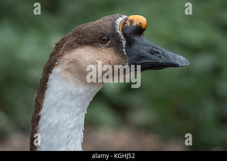 Nahaufnahme Profil Portrait der Kopf einer schwanengans Stockfoto