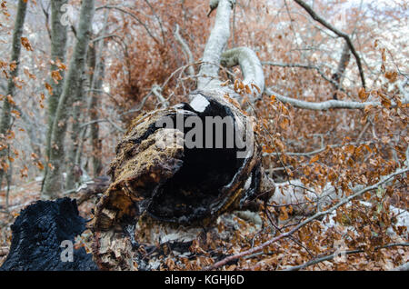Gefallen, verbrannte Baumstamm Stockfoto
