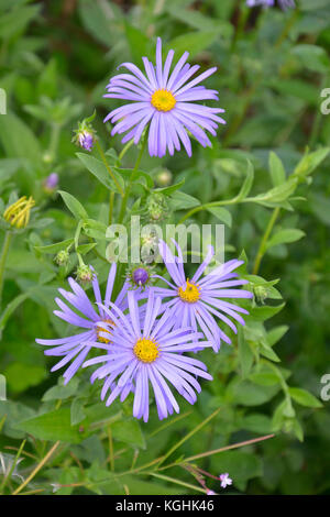 Aster x Frikartii 'monch' in clse bis Stockfoto