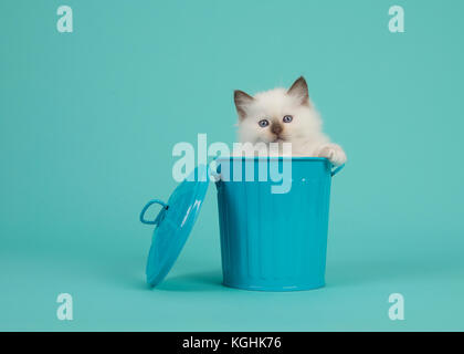 Süße 6 Wochen alte rag doll Baby Katze mit blauen Augen hängen über den Rand eines blauen Papierkorb auf dem türkis-blauen Hintergrund Stockfoto