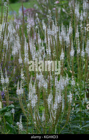 Blühende veronicastrum 'Diane' in einem Cottage Garden Flower Grenze Stockfoto