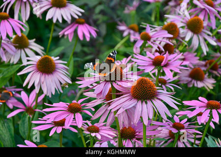 Die schöne rote Admiral Schmetterling auf Echinacea purpurea in einem Cottage Garten ausruhen Stockfoto