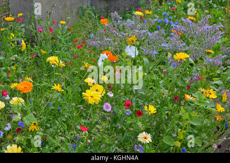 Eine bunte Blumenwiese in Nahaufnahme mit gemischten Bepflanzung einschließlich Calendula officinalis, Borretsch, Ringelblumen und lavatera Stockfoto