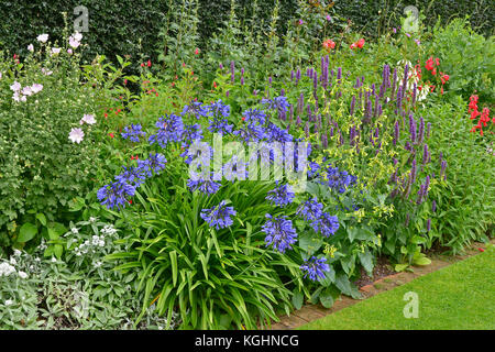 Ein bunter Garten Blume Grenze mit gemischten Bepflanzung einschließlich Agapanthus Beurre Stockfoto