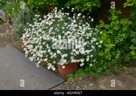 Garten Container mit blühenden weißen Chamaemelum nobile auf eine Gartenterrasse Stockfoto