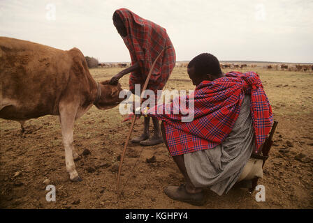 Masai Stammesangehörigen Blut aus der Vena jugularis Kuh, Masai Mara, Kenia. Masais sind vielleicht der berühmteste aller afrikanischen Stämmen, Kenia Stockfoto