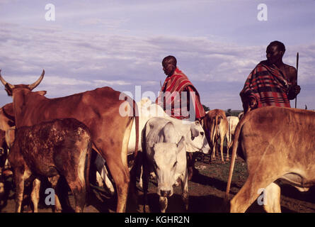 Masai Krieger mit Vieh in der Nähe der Masai Mara, Kenia. Masais sind vielleicht der berühmteste aller afrikanischen Stämmen, leben in Kenia und Tansania Stockfoto