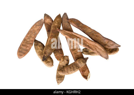 Samenschoten von Vachellia sieberiana, (Acacia sieberiana) allgemein bekannt als die Papierrinde Dorn oder Papierrinde Akazie Stockfoto