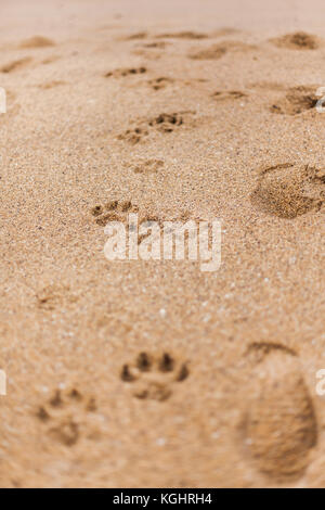 Hund druckt Links im Sand an der berühmten Bells Beach, in Torquay, Victoria Stockfoto