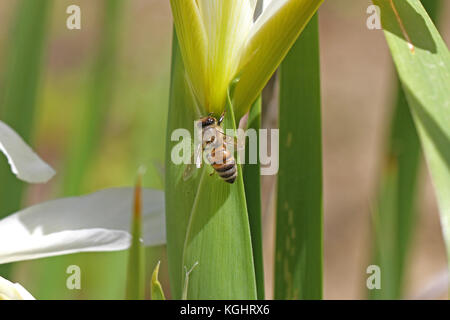 Lateinischer Name Honigbiene Apis mellifera Fütterung auf eine Flagge Iris oder bärtigen Iris leaf in Italien im Frühjahr Stockfoto