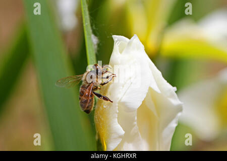 Lateinischer Name Honigbiene Apis mellifera Fütterung auf eine Flagge Iris oder bärtigen Iris Blume in Italien im Frühjahr Stockfoto