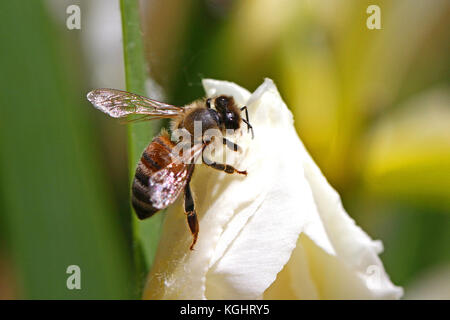 Lateinischer Name Honigbiene Apis mellifera Fütterung auf eine Flagge Iris oder bärtigen Iris Blume in Italien im Frühjahr Stockfoto