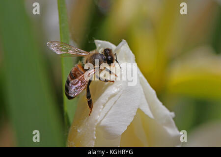 Lateinischer Name Honigbiene Apis mellifera Fütterung auf eine Flagge Iris oder bärtigen Iris Blume in Italien im Frühjahr Stockfoto