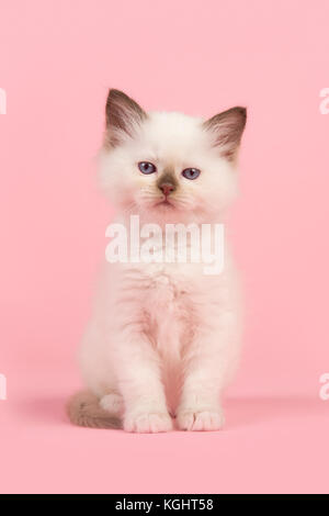 Süße 6 Wochen alte rag doll Baby Katze mit blauen Augen in die Kamera sitzt auf einem rosa Hintergrund suchen Stockfoto