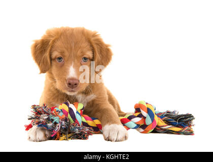 Cute Nova Scotia Duck Tolling Retriever Welpen aus der Vorderseite der Kamera auf dem Boden liegend mit einem Bunt gewebte Seil Hund Spielzeug gesehen Stockfoto