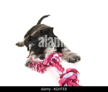 Schwarz und Grau mini schnauzer Welpen auf dem Boden liegend Ziehen an einem rosa und weiß gewebt Seil Spielzeug auf weißem Hintergrund Stockfoto
