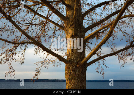 Grey Alder Alnus Incana im Winter Stockfoto