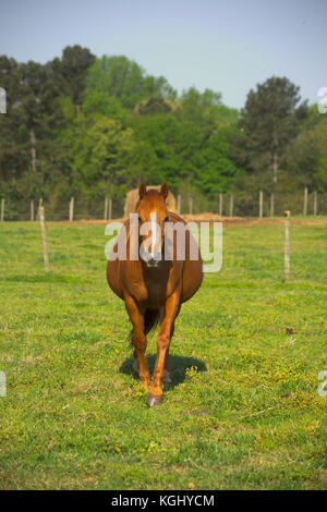 Vorderansicht DER SCHWANGEREN MARE IN WEIDE, AN DER UNIVERSITÄT VON GEORGIA'S PFERD, Athens, GA Stockfoto