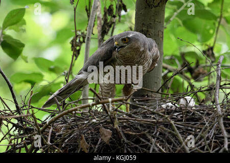Sperber/Sperber (accipiter Nisus), erwachsene Frau, am Rande der sein Nest, Horst, drehte sich um, aufmerksam beobachten, scharfen Augen, Wil Stockfoto