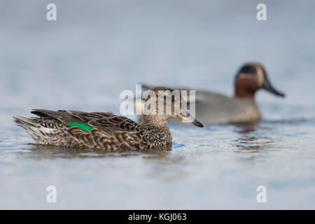 Petrol/Krickente (Anas crecca), Weibliche und männliche, paar Krickenten, Paar, in bunten Zucht Kleid, Nebeneinander, Europa schwimmen. Stockfoto