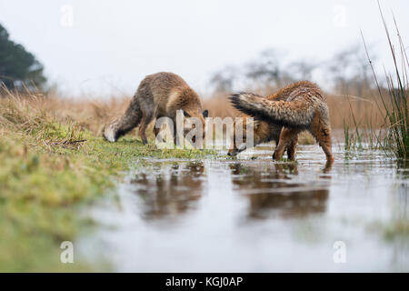 Rote Füchse/rotfüchse (Vulpes vulpes), zwei Erwachsene, an einem regnerischen Wintertag, auf der Suche nach Essen auf einem überfluteten Ufer eines sumpfigen Teich, Wildlife, eur Stockfoto
