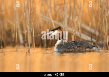 Haubentaucher/Haubentaucher (Podiceps cristatus) Schwimmen vor Schilf, im letzten Tageslicht spiegelt von der Rückseite auf ruhigem Wasser, warmes Orange Stockfoto