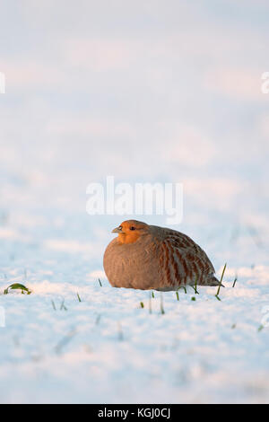 Rebhuhn rebhuhn (Perdix perdix/), Erwachsener, im frisch gefallenen Schnee ruht, geheimnisvolle Verhalten, an einem sonnigen Morgen, erstes Licht, die Tier- und Pflanzenwelt Stockfoto