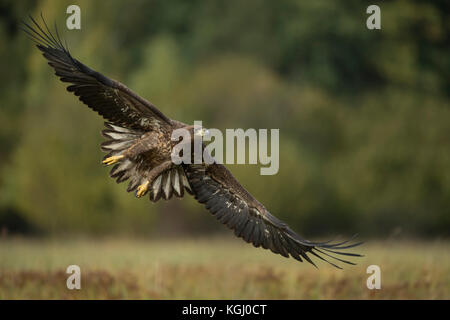 Seeadler / Seeadler ( Haliaeetus albicilla ) junger Jugendlicher im Flug, gestreckte Flügel, große Spannweite, schöner Hintergrund, Wildli Stockfoto