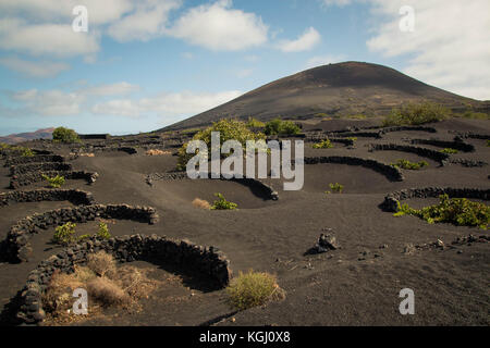 Landschaft von Lanzarote berühmten vulkanischer Weinberge in Geria Region (Kanarische Inseln, Spanien). Stockfoto